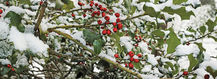 Holly Holly Frost Lienzo