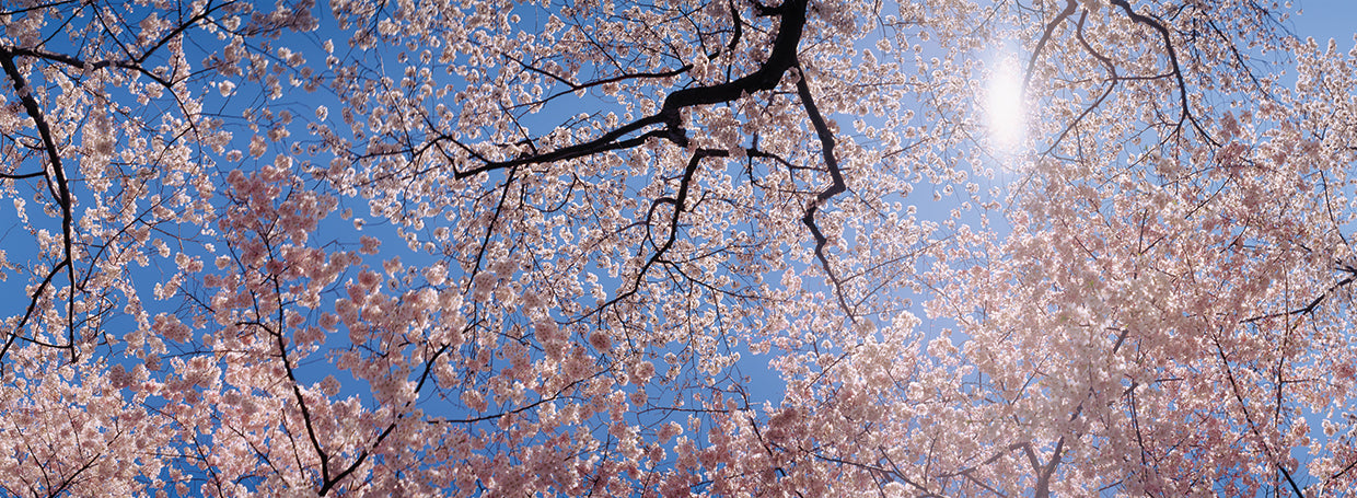 DC Dancing Petals