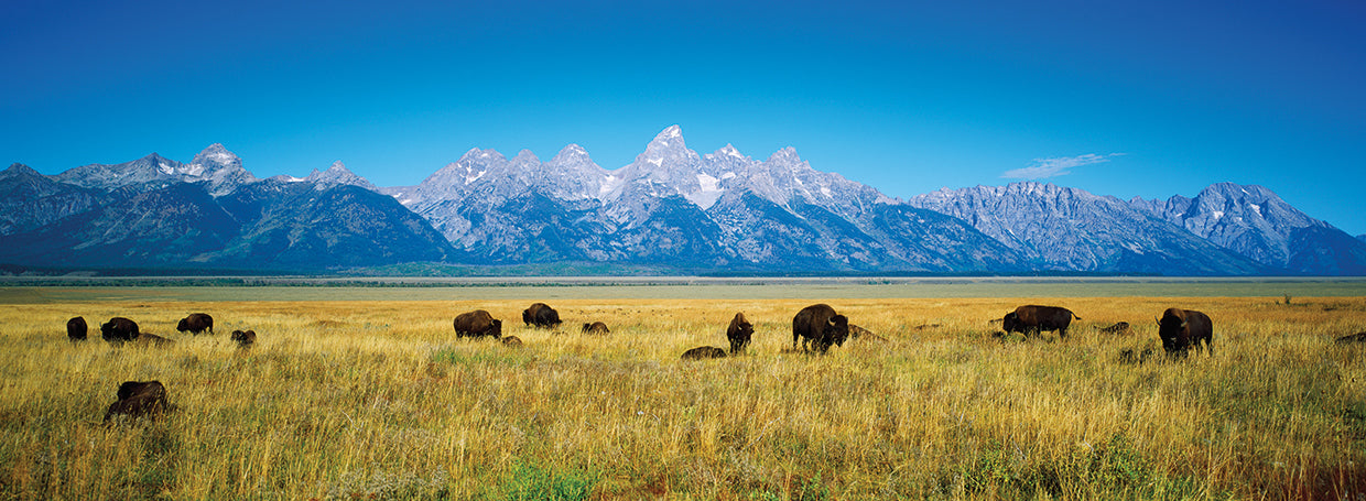 Big Bison Field Tetons Lienzo