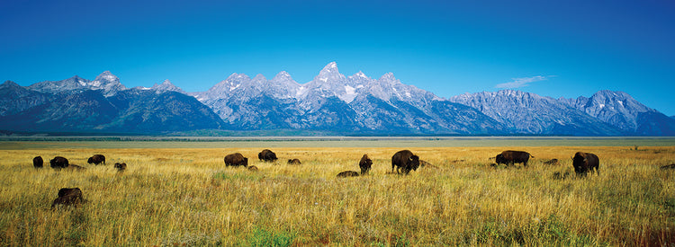 Big Bison Field Tetons Lienzo