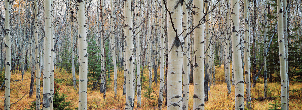 Alberta Aspen Forest