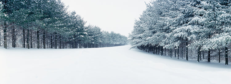 Giro nevado Illinois Lienzo