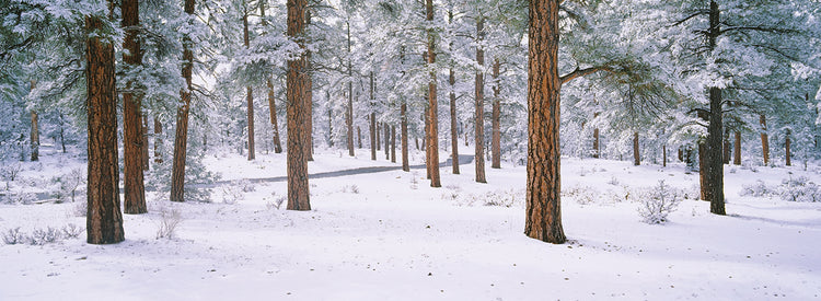 Gran Cañón Invierno Lienzo
