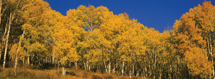 Telluride Aspen Forest