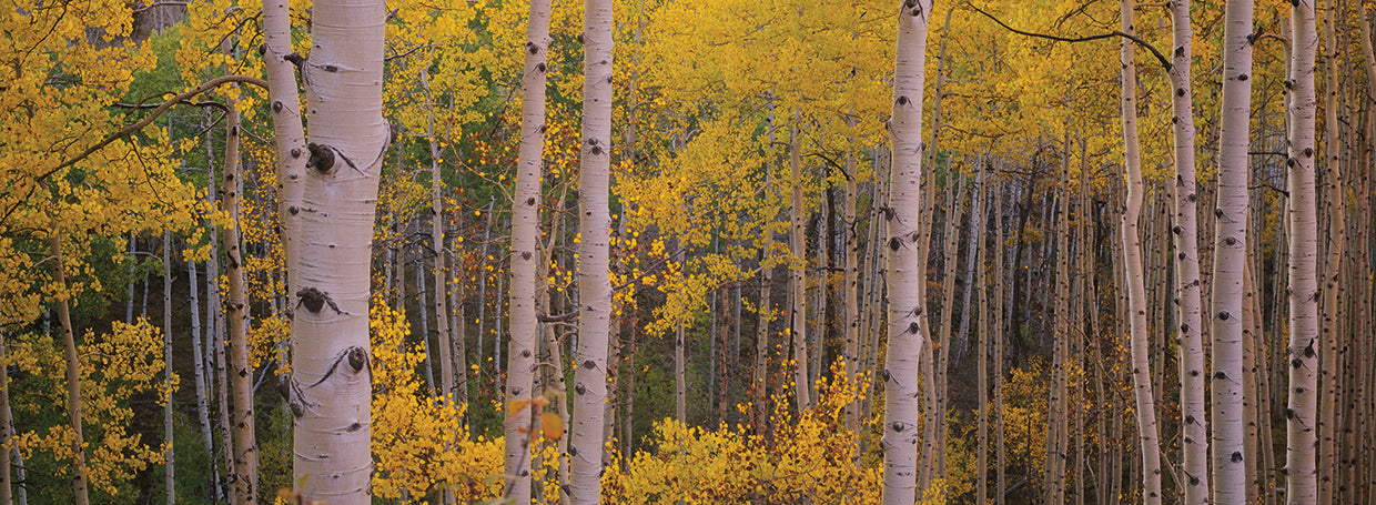 Álamos tembloses de oro de Telluride Lienzo