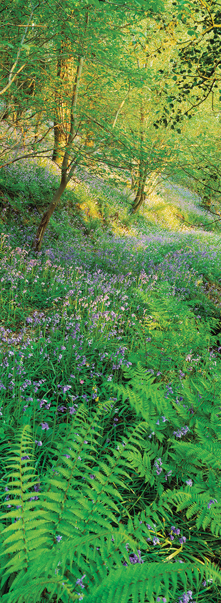 Bliss in the Bluebells