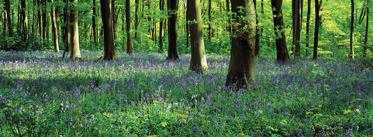 English Bluebell Forest
