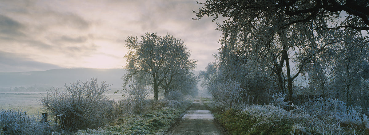 Foggy English Forest