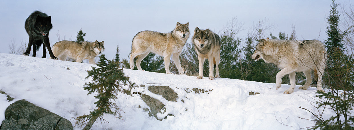 Canadian Wolf Pair