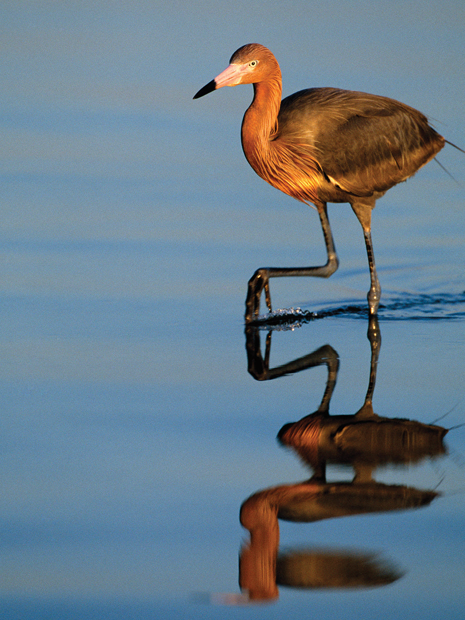 Tampa Bay Egret