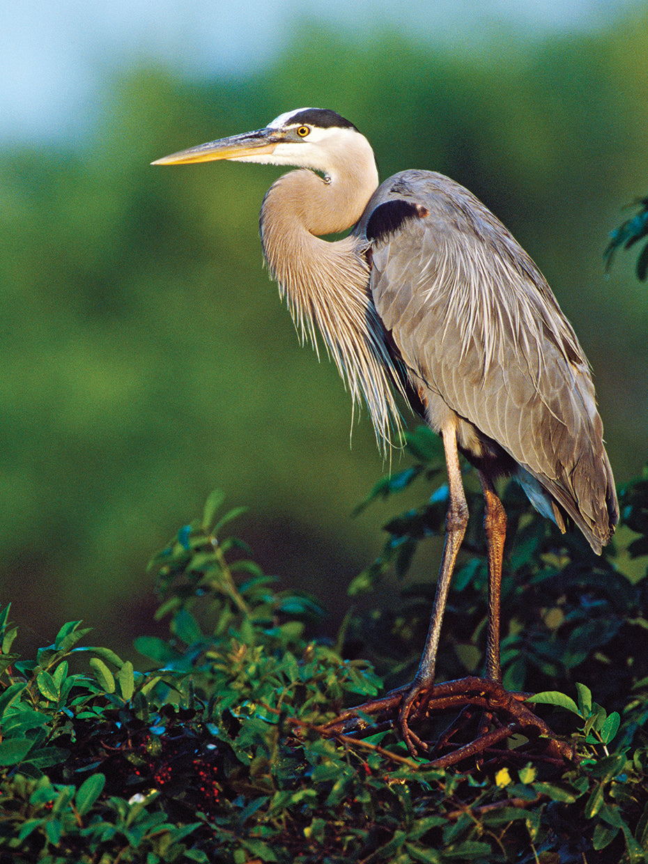 Garza de gran azul de florida Lienzo