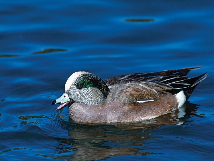 Widgeon en el agua Lienzo
