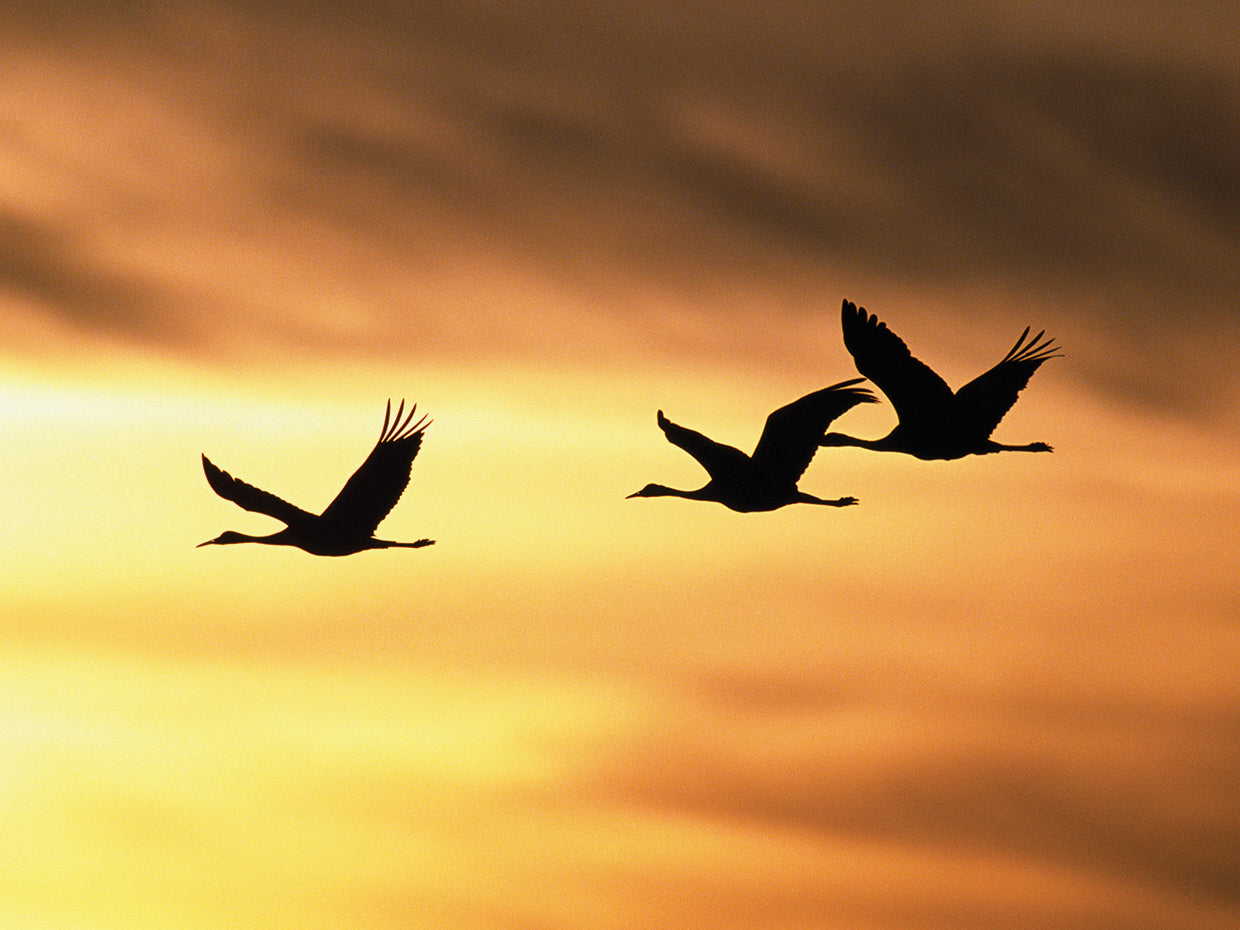 Trío Sandhill Sunset Lienzo
