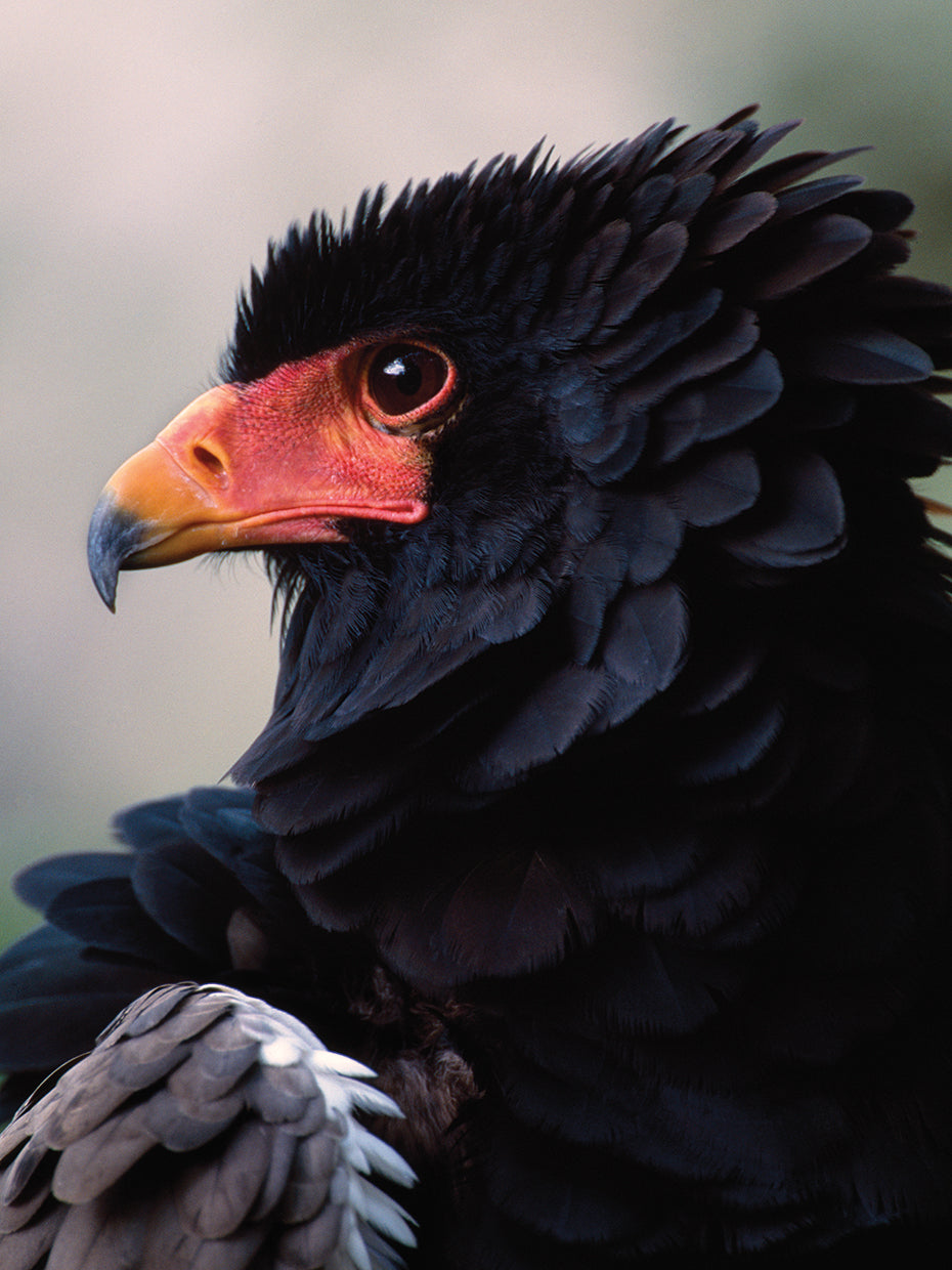 Ebony Feathers Eagle