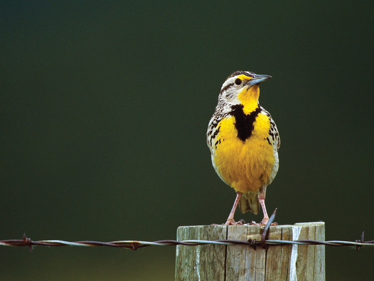 Meadowlark de Dakota del Sur Lienzo