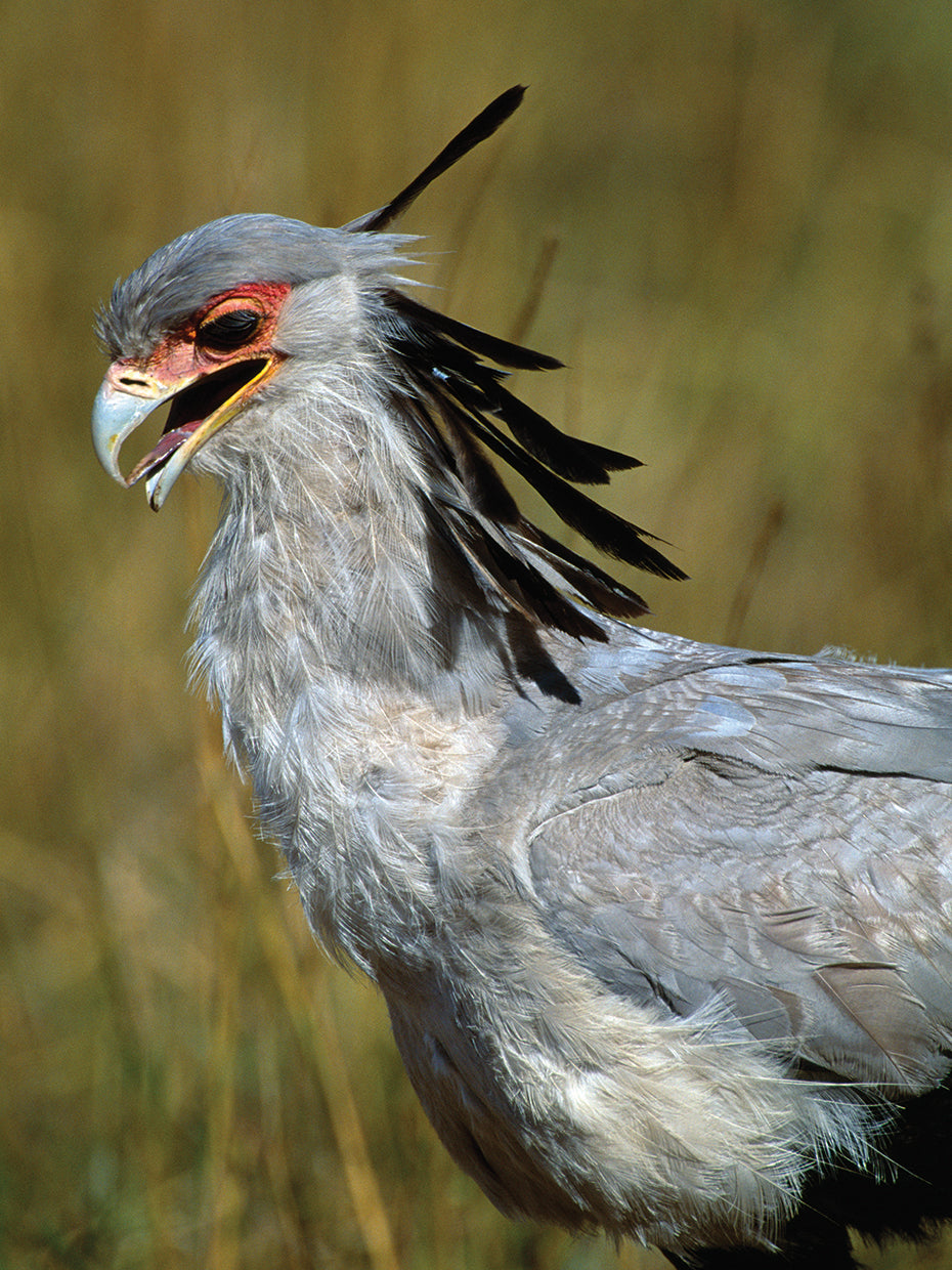 Kenyan Secretary Bird