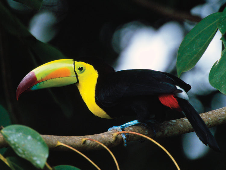 Tucán perca de la selva tropical Lienzo