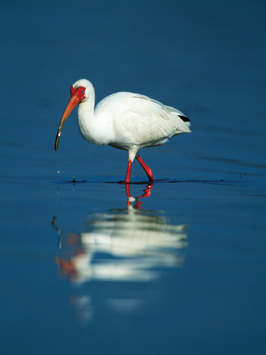 Enfriando Ibis Lienzo