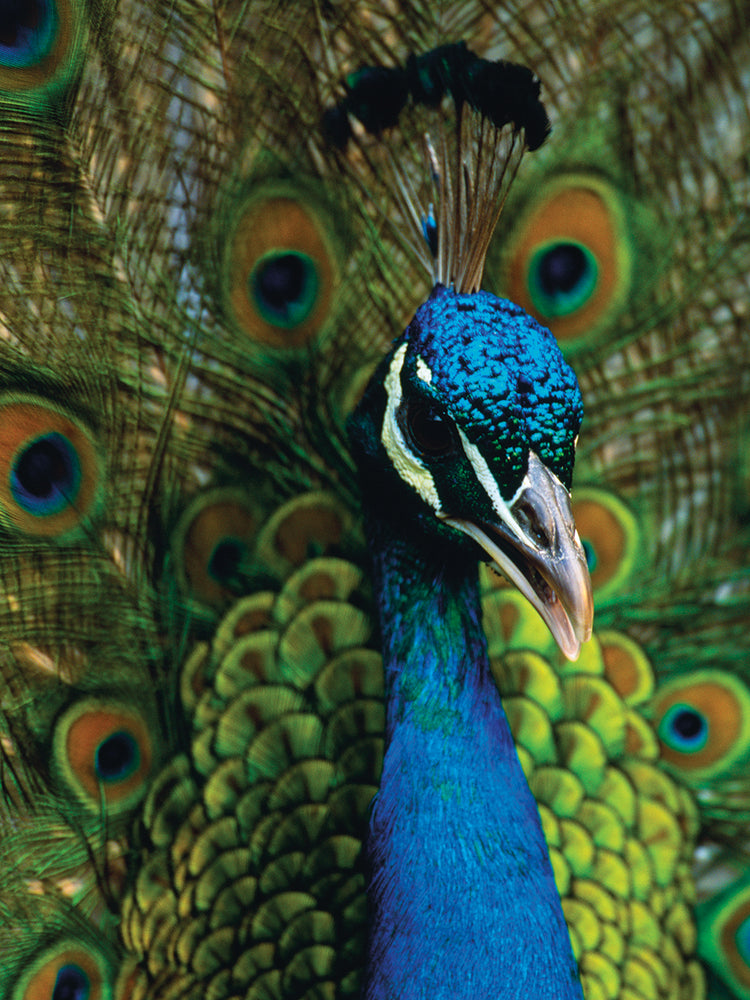 Pavo real en plena floración Lienzo