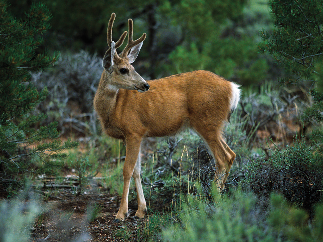 Velvet Antlers Deer