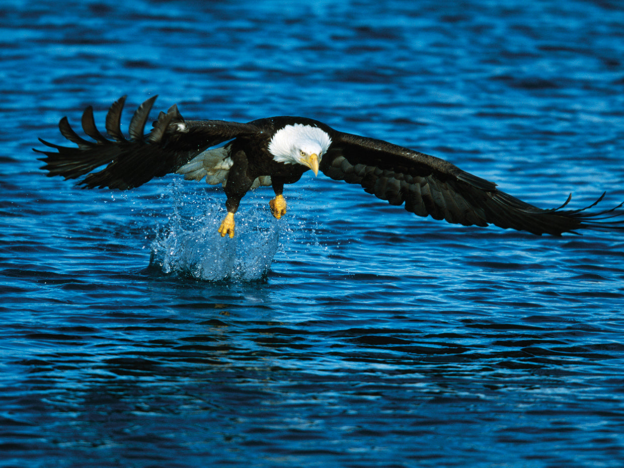 Freedom Flying Eagle