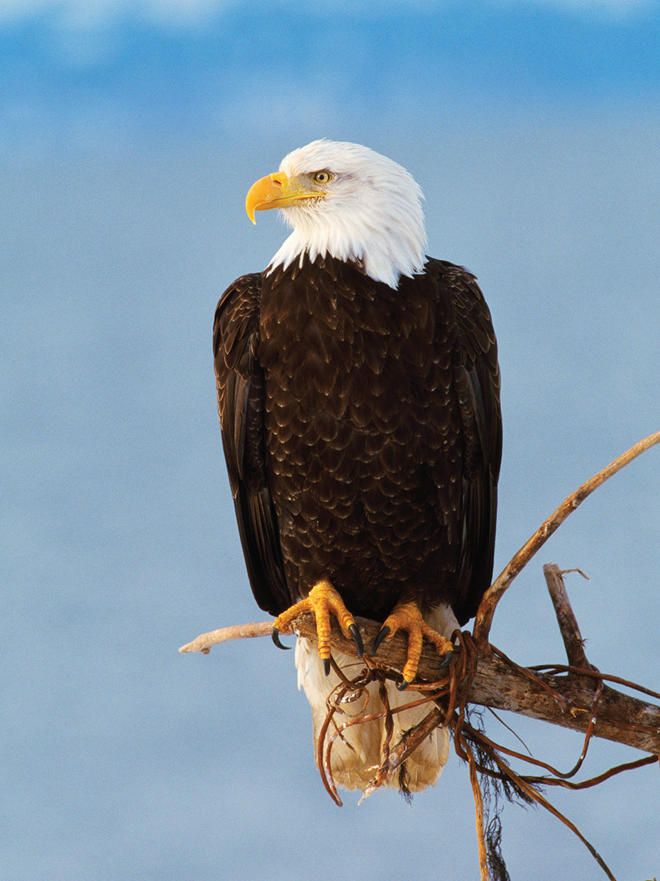 Resting Bald Eagle