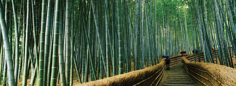 Zen Bamboo Path