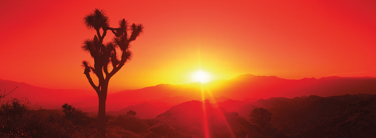 Árbol de Joshua que brilla en el desierto Lienzo