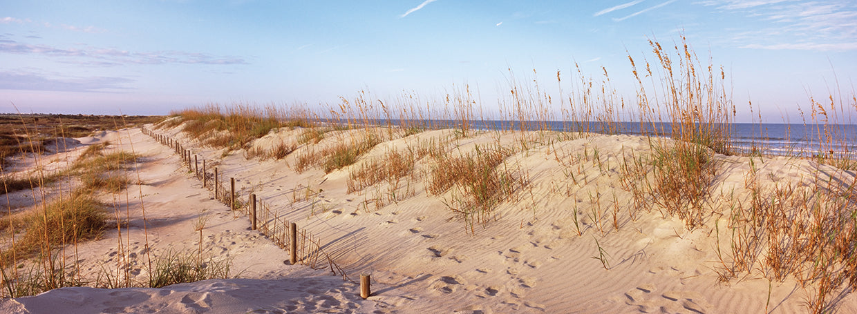 Florida Beachy Dunes