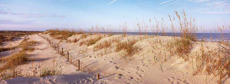 Florida Beachy Dunes