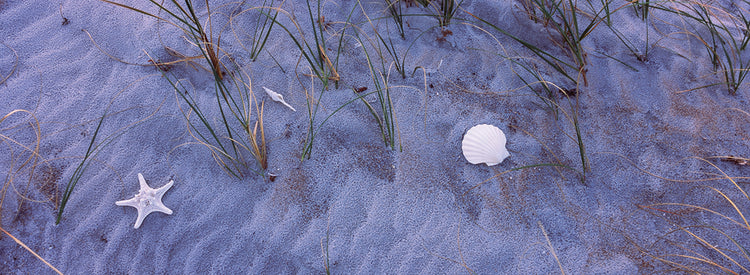 Florida Beach Shells