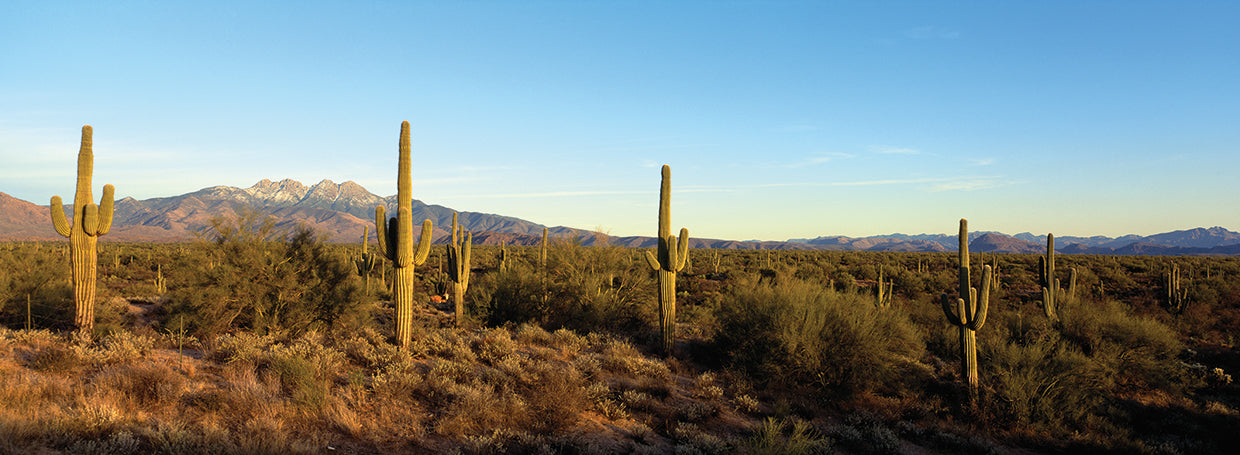 Four Peaks AZ Cacti