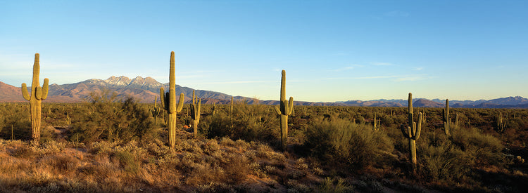 Four Peaks AZ Cacti