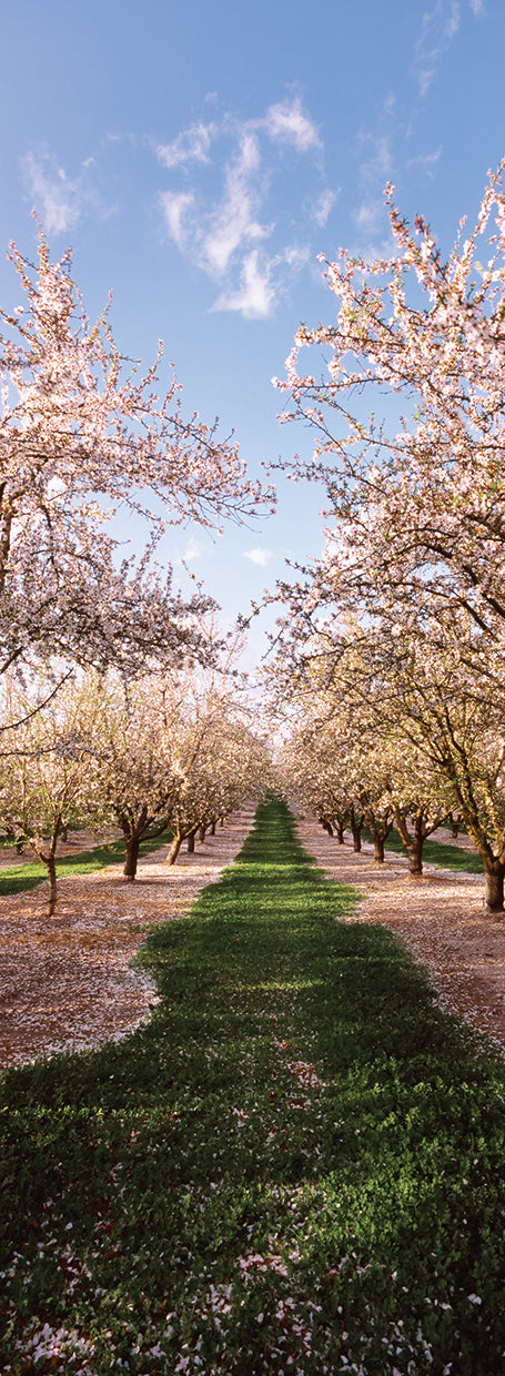 Almendros en flor Lienzo