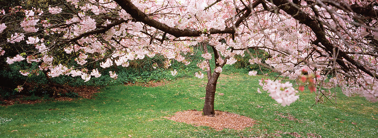 Coastal Cherry Blossoms