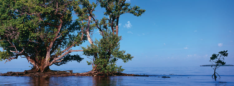 Diez mil islas FL Lienzo