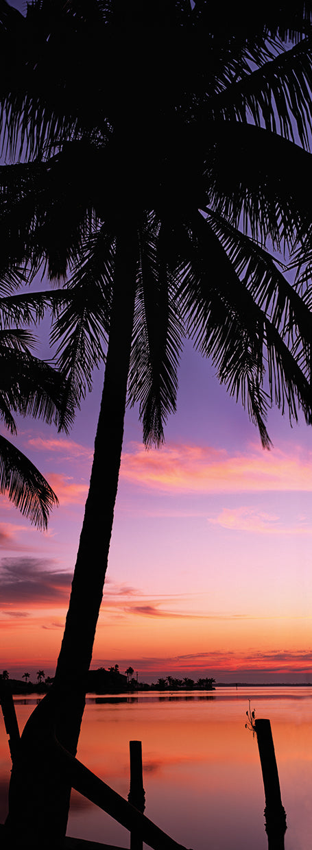Pine Island Palms