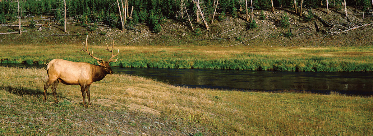 Yellowstone River Elk