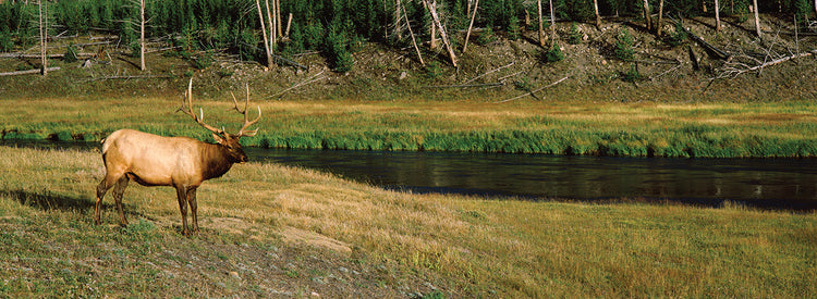 Alce del río Yellowstone Lienzo