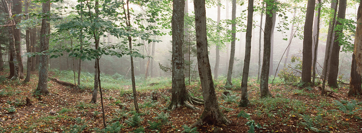 Bosque brumoso de Adirondack Lienzo