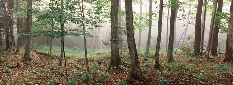 Bosque brumoso de Adirondack Lienzo