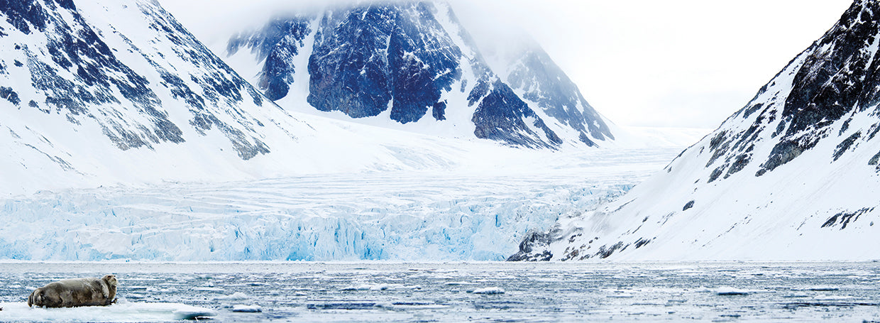 Foca barbuda sobre hielo Lienzo