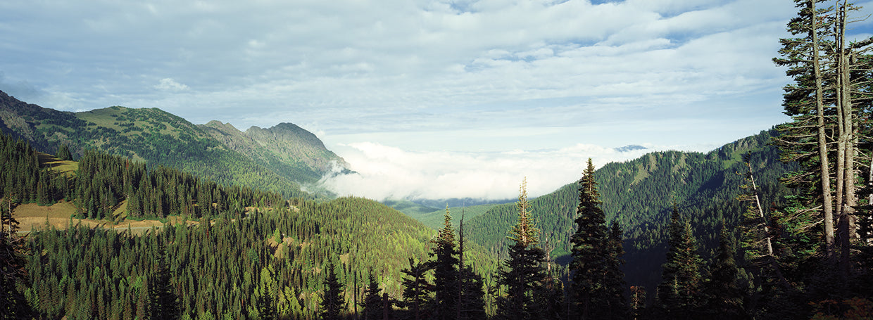 Hurricane Ridge Forest