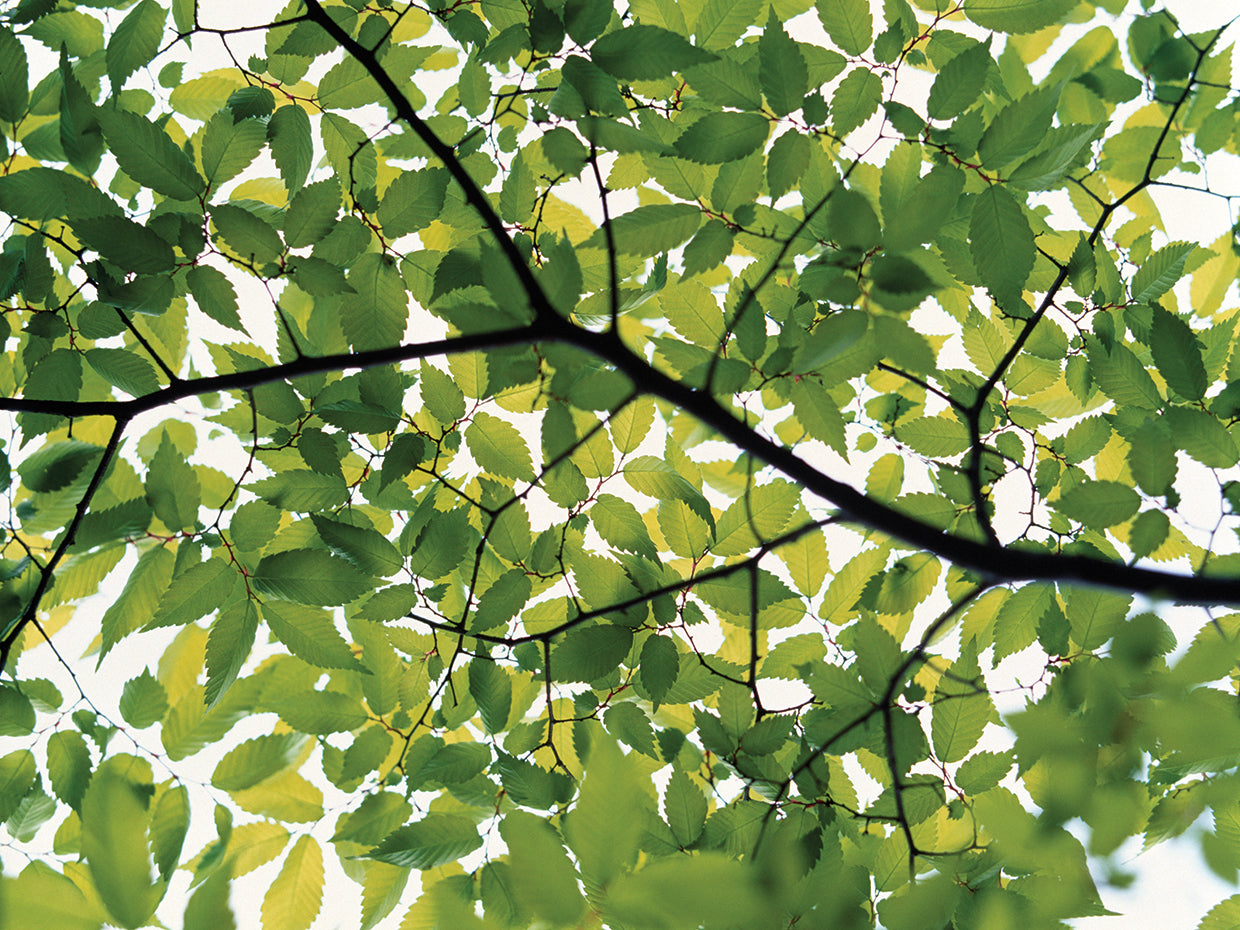 Spring Greens Branch