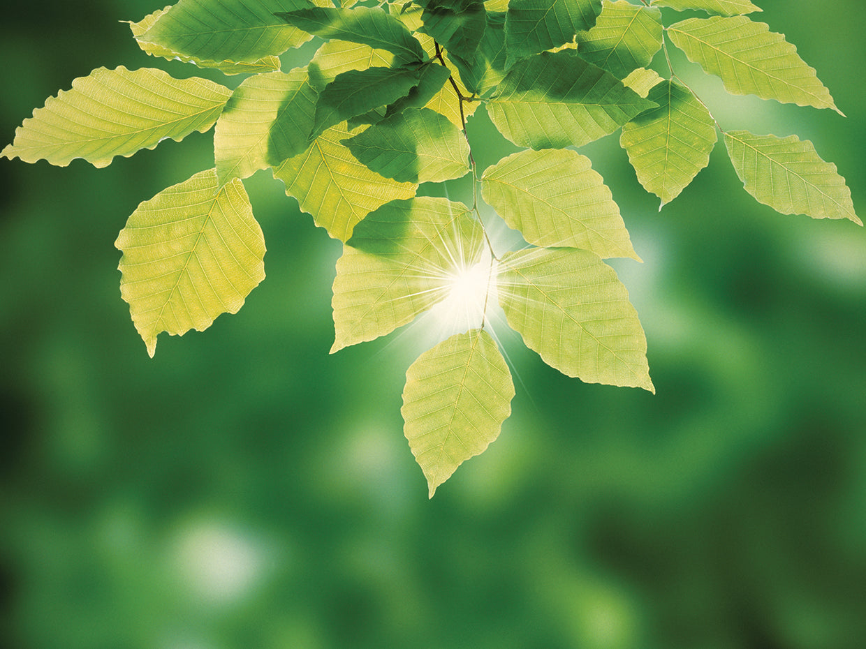 Resplandor solar de hoja verde Lienzo