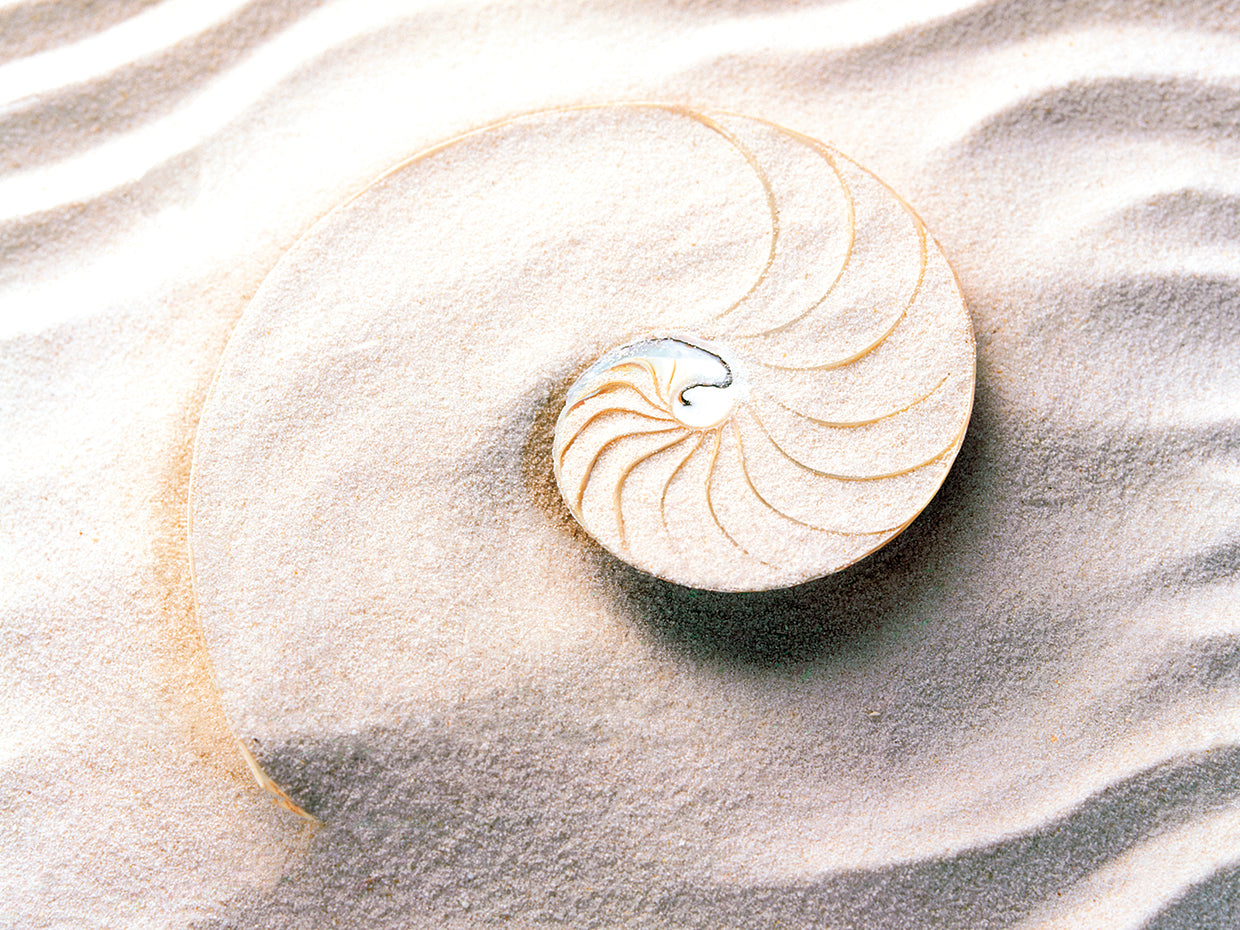 Shell Waves and Spirals