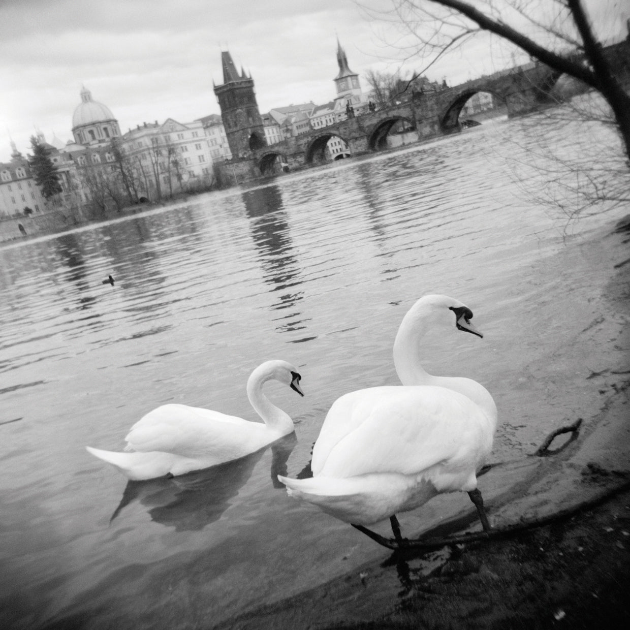 Dulces cisnes de río Lienzo
