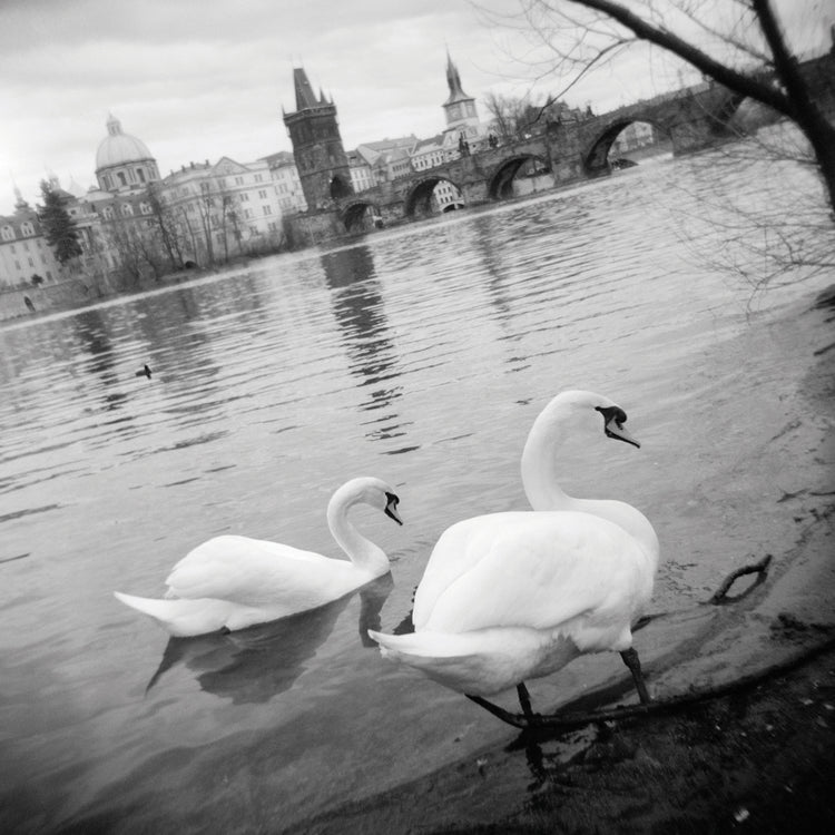 Dulces cisnes de río Lienzo