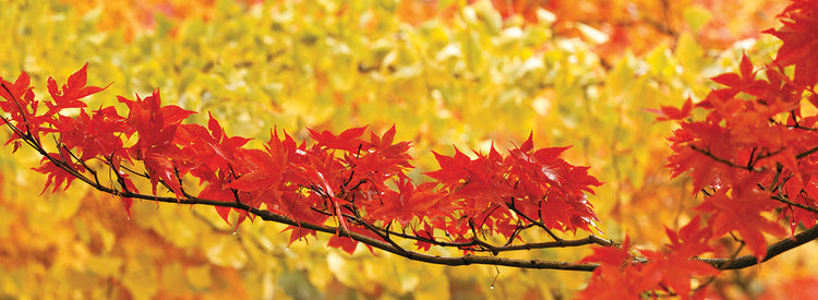 Change of Seasons Leaves