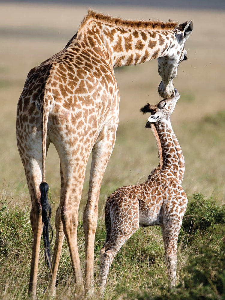 Baby Giraffe and Mom